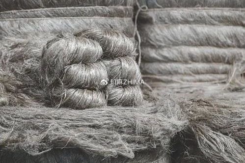 知讯024 2024年欧洲亚麻收成前景乐观，利好针纺织品产业